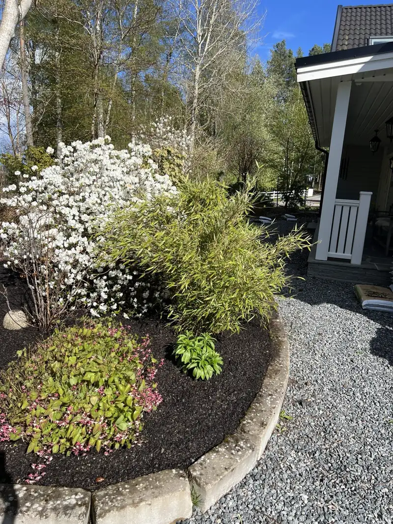 Prydnadskörsbär i full vårblomning med rosa blommor