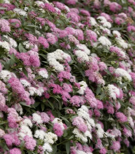 Solhat Echinacea med rosa blommor och fjärilar i sommarrabatt