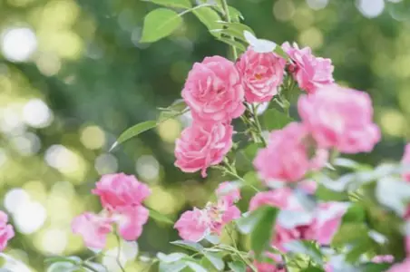 Vilka buskar passar bäst för blomning hela året?