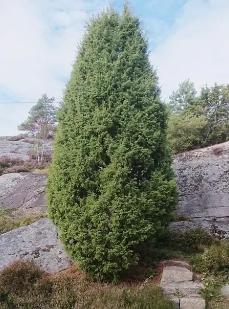 Buskar för vindutsatta lägen