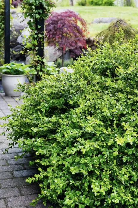 Öka husets värde med trädgården