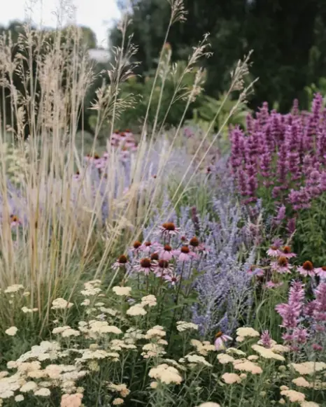 Rudbeckia Goldsturm med gula blommor i sensommarrabatt