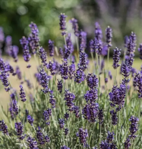 Lavendel i full blom med bin i solig trädgårdsrabatt