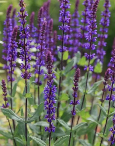 Salvia med blålila blomstjälkar i solig perennrabatt