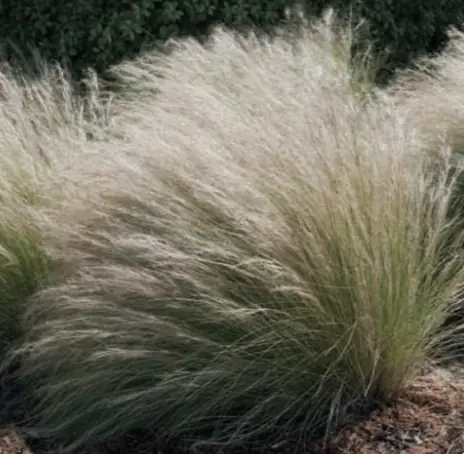 Prydnadsgräs Calamagrostis med gyllene ax i höstträdgård